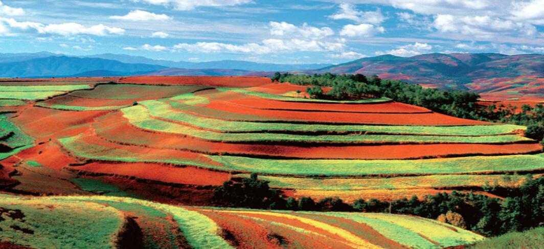 Yunnan Agriculture