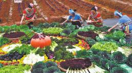 Yunnan Agriculture